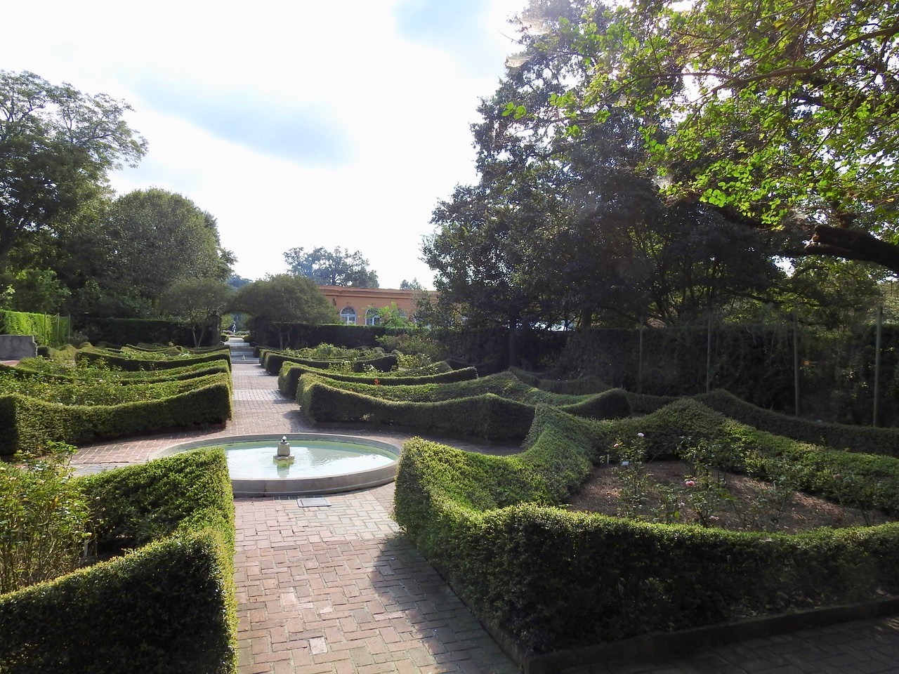 Yaupon holly can be trained as hedges in a formal gardens as a sutible replacement for litlleleaf boxwood-picture credit to Tammany Bumgarten.jpg thumbnail